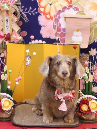 20240123桃ちゃん